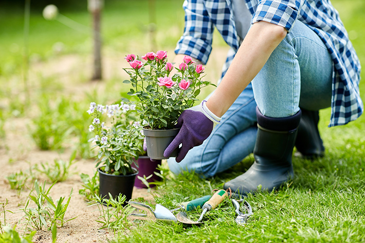 Someone putting flowers ready for planting on the ground
