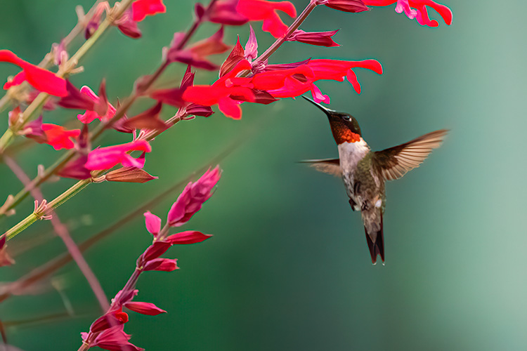 A humming bird at a feeder.