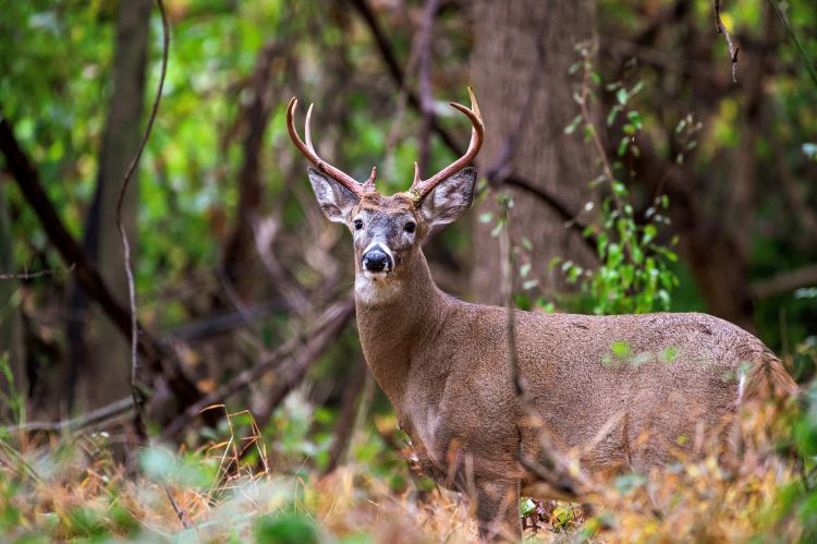 deer hunting