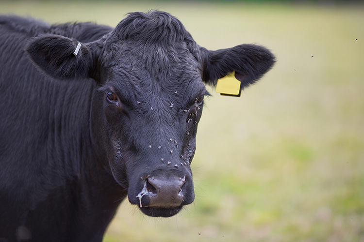 A cow with flies on its face