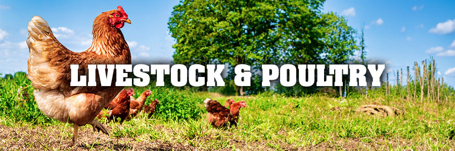 Livestock & Poultry