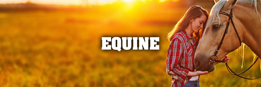 Equine