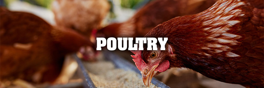 Poultry