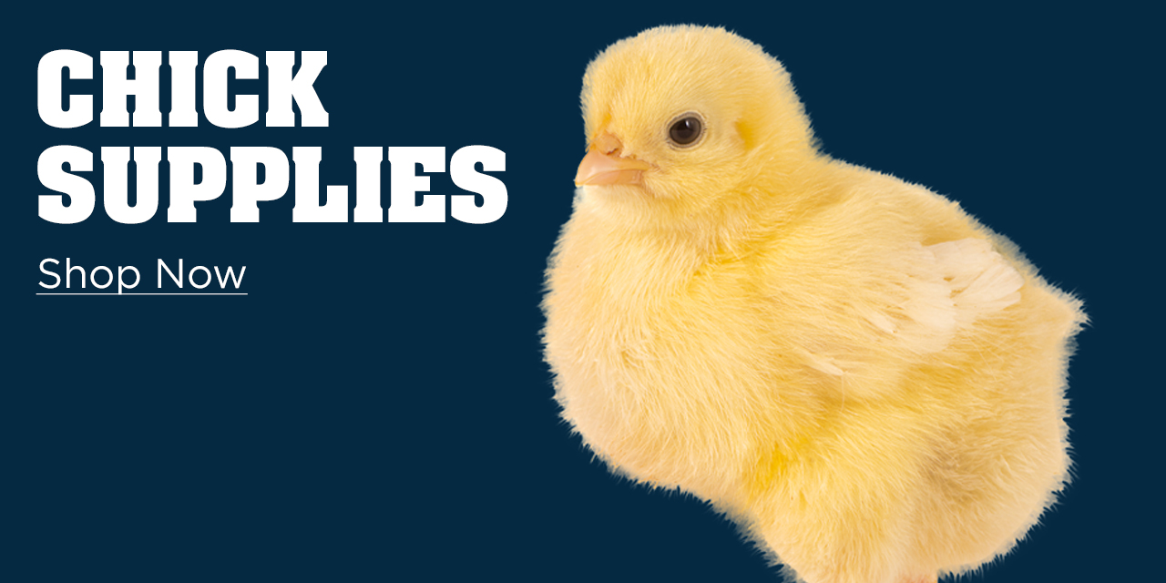 Chick Supplies - Shop Now