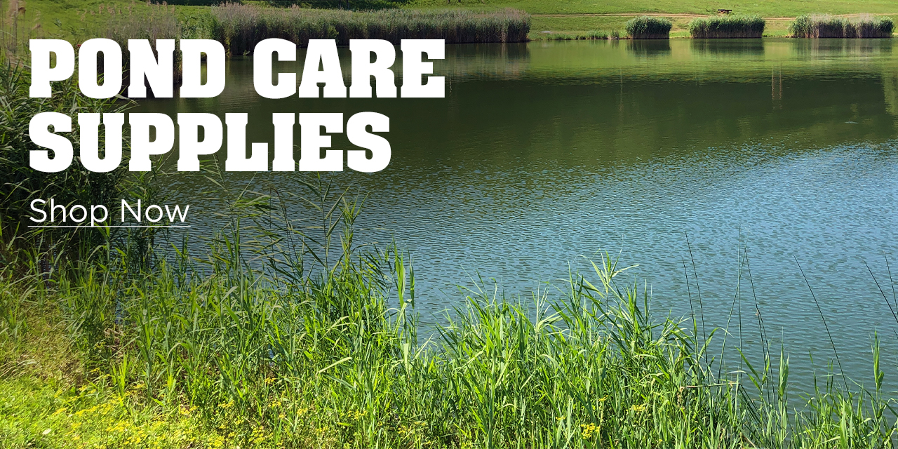 Summer Pond Care