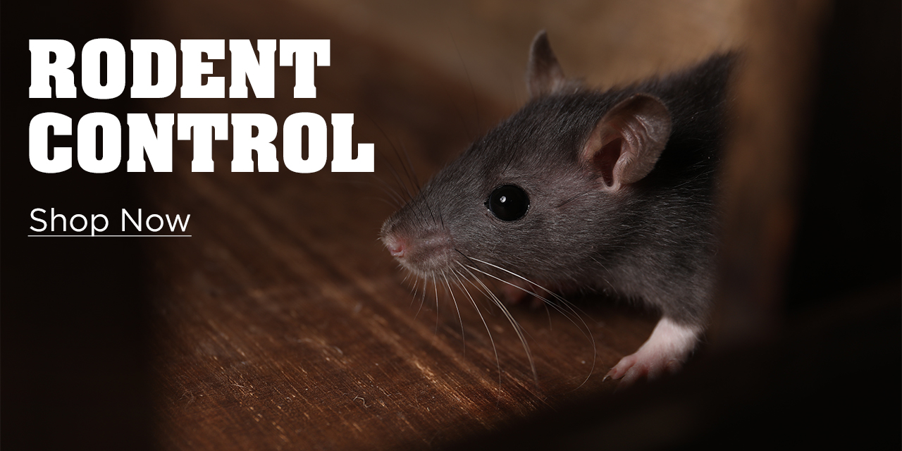Rodent Control